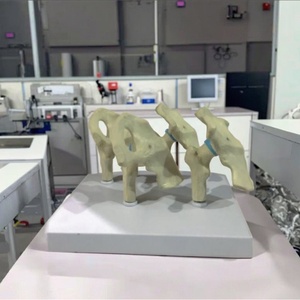 Modelo Anatómico de Cadera y <span class=keywords><strong>Rodilla</strong></span> Artrítica de 4 Etapas, Esqueleto de PVC, Modelo de Ciencia Médica para Educación Médica y Demostración - Product Image 3