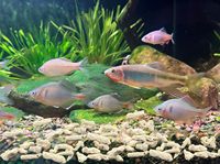 Squelette de corail artificiel PKY en gros pour filtre d'aquarium, ajustement du pH et décoration paysagère pour aquariums marins