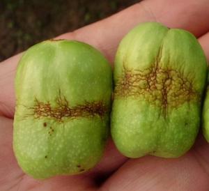 Fertilizante Jinxin para prevenir enfermedades fisiológicas Hojas amarillas Fruta malformada Sin frutos - Product Image 6