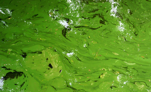 Красная водоросль <span class=keywords><strong>Rhodophyta</strong></span> Corallina Officalis лягушка Икра зеленая водоросль Chlorella Chlorophyta экстракт астаксантина 472-61-7 - Product Image 5