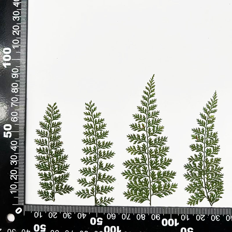 MH446 verde naturale 6-9cm