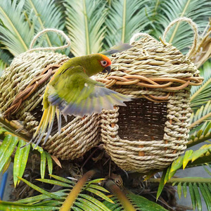 Nido de pájaros tejido a mano, de hierba, tamaño mediano, redondo, ecológico, para decoración de jardín. - Product Image 1