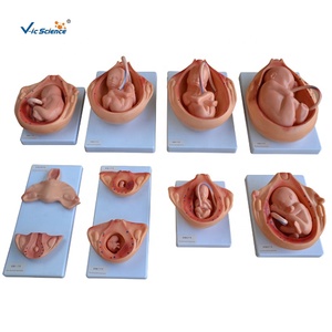 Modèle anatomique médical développement fœtal pendant la grossesse modèle de soulagement modèle d'éducation en sciences médicales - Product Image 2