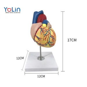 Customizable Advanced Medical Supplies Medical School Human Teaching Cardiac Anatomy Model Picture High Quality PVC Material