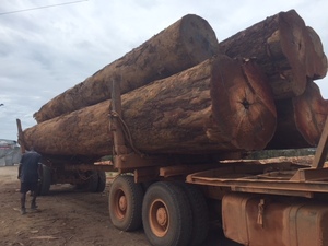 Natural Preservative Tali Logs High Strength African Hardwood Strong Load Bearing Export Grade 4m Length 60cm Diameter - Product Image 4
