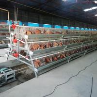 Équipement pour cages à volailles, système de nettoyage automatique des déchets pour 192 oiseaux, solution de production d'œufs commerciale, conception en acier Q235