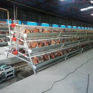 Équipement pour cages à volailles, système de nettoyage automatique des déchets pour 192 oiseaux, solution de production d'œufs commerciale, conception en acier Q235 - Product Image 4
