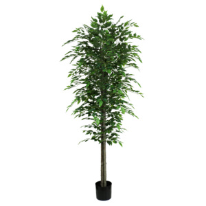 Cây Hư Cấu Nhân Tạo 160Cm <span class=keywords><strong>Benjamin</strong></span> Microcarpa - Product Image 6