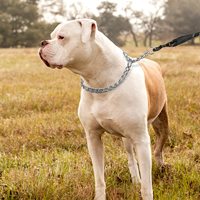 Collier de dressage pour chien classique tactique en acier inoxydable massif, réglable, anti-traction