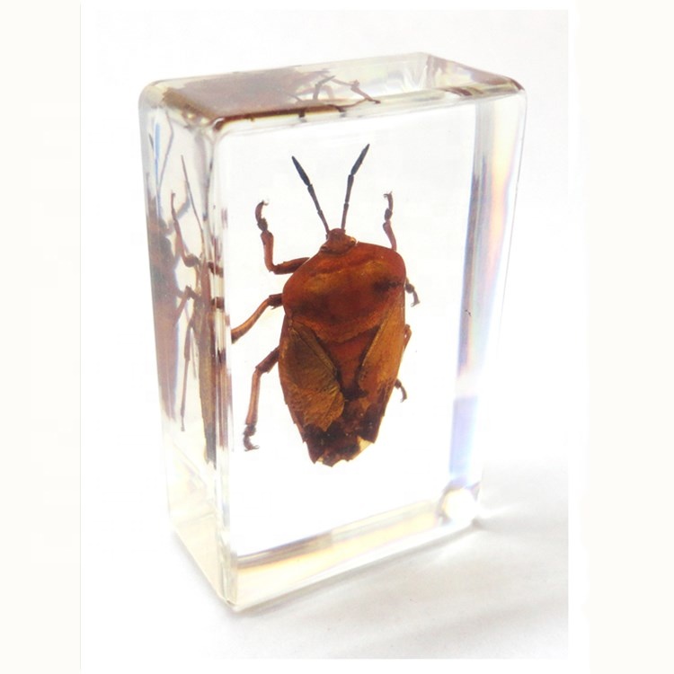 Real Insect Acrylic Specimens Natural Science Resin Paperweight