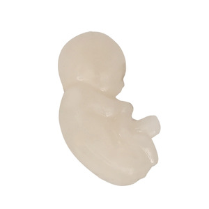 의료 교육 모델 초음파 유도 양수 및 제대혈 천자 훈련 모델 - Product Image 2