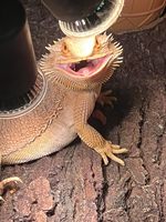Bombilla de Lámpara para Reptiles con Logotipo Personalizado OEM del Fabricante, Bombillas de Luz UV para Tortugas, Lámpara de Calentamiento para Anfibios y Lagartos