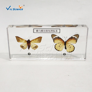 Especímenes comparativos de polillas y mariposas (grado educativo): Insectos auténticos con envergadura, antenas y postura de las alas, y - Product Image 3