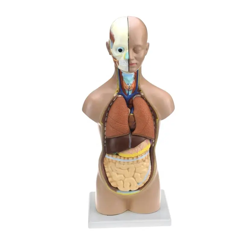 Model torso manusia 45 cm