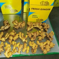 Gingembre frais 2026 à prix compétitif – Fournisseur chinois de gingembre de haute qualité – Prix de gros pour l'exportation vers l'Égypte