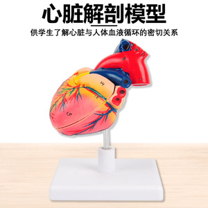 Modèle d'anatomie cardiaque avec étiquettes numériques J33208, modèle d'enseignement de l'anatomie cardiaque humaine naturelle à l'échelle 1:1 - Product Image 5