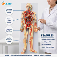 Modelo del Sistema Circulatorio Humano, Modelo de Corazón, Arteria, Vena, Anatomía, Enseñanza Médica, Modelo de Órganos, Vasos Sanguíneos, Estructura de Nervios, CE/ISO
