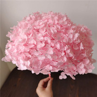 Hiasan Bunga Hydrangea Anna yang Diawetkan untuk Dekorasi Rumah dan Restoran, untuk Pengaturan Bunga Pernikahan dan Hari Valentine