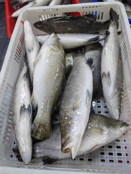 China Factory Export Fresh Water Frozen Sea Bass