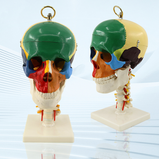 Advanced Quality Anatomic Skeleton Life-size Plastic Colorful Human Skull Model 4 Parts Medical Model