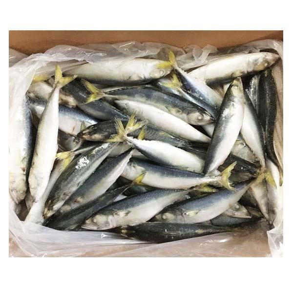 Frozen Mackerel Bait Quality for African Markets