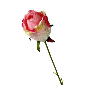 Fleur artificielle en soie en forme de rose flocon de neige, bordée, pour décoration de mariage et de maison, arrangement floral fait main - Product Image 5