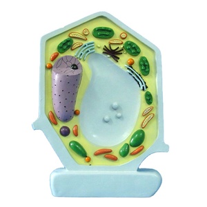 Modelo de Célula Educativo de Biología en Oferta, Modelo Anatómico de Célula Vegetal de PVC Avanzado para la Enseñanza de Biología, Modelo de Cloroplasto - Product Image 1