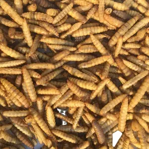 سعر منخفض المجفف الأسود جندي ذبابة اليرقات المجففة BSF اليرقات تغذية الحيوانات الحشرات سعر المصنع بيع بالجملة أغذية الحيوانات الأليفة