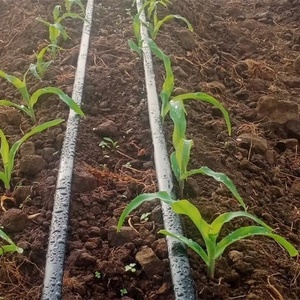 1ヘクタール用点滴灌漑キット、トマト農場、トウモロコシ用プラスチック製点滴灌漑システム、点滴灌漑システム（マゲラ・デ・リエゴ・ポル・ゴテオ） - Product Image 3