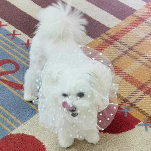 Capuche en maille respirante anti-morsure pour chat et chien, pour éviter de lécher les plaies en <span class=keywords><strong>erreur</strong></span> - Product Image 2