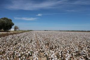 <span class=keywords><strong>Herbicida</strong></span> Selectivo Quizalofop-P-Ethyl 5%, 10% EC para Controlar y Eliminar Malezas Anuales en Campos de Frijol y Algodón - Product Image 5