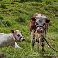 Fournitures équestres : Licol et longe réglables pour chevaux, corde de traction