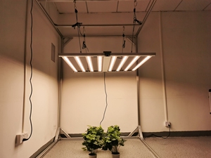 Barre de culture LED LEDILAND 800W, haute PPFD, LM301H Evo pour plantes d'intérieur, <span class=keywords><strong>3</strong></span>,0 µmol/<span class=keywords><strong>j</strong></span> pour la floraison - Product Image 4