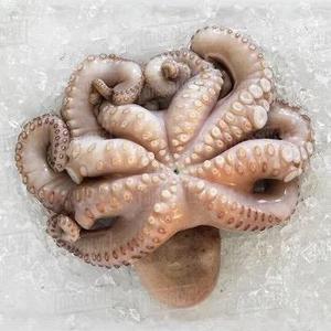Pulpo congelado de calidad alimentaria, precio al por mayor, mariscos, nueva temporada, exportación, pulpo entero congelado gigante, en stock, octop pequeño de bebé congelado - Product Image 3