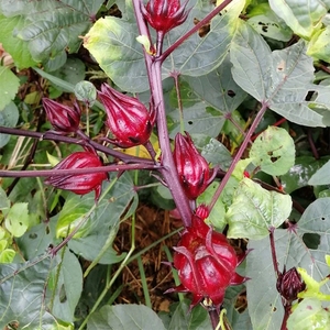 Hibiskus-Dropshipping China Kräuter-Hibiskus-Tee Aromatisierter Tee Getrocknete <span class=keywords><strong>Roselle</strong></span>-Blüten Hibiskus-Tee Sabdariffa für Großhandel - Product Image 5