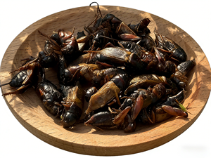 Graines de grinchettes séchées <span class=keywords><strong>comestibles</strong></span>, nourriture naturelle pour reptiles, oiseaux, poissons, petits animaux - Product Image 4