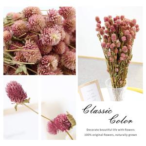 Mechones de flor seca de amaranto, globo blanco, 100% natural, para decoración del hogar, fiesta (rosa) - Product Image 6