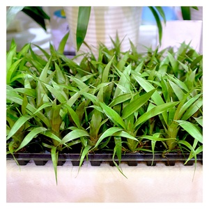 28 50 72 128 Tế Bào Hạt Giống Khay Cây Giống Khởi Động Rau Cây Nảy Mầm Khay - Product Image 5