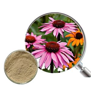 خلاصة إشنسا بوربوريا بالجملة - Product Image 1