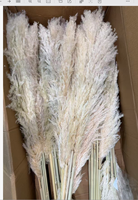 Herbe de la Pampa Naturelle Séchée en Gros, Grande Taille 120cm, Bouquet de Fleurs Flottantes pour Mariage, Événement, Décoration d'Intérieur, Décoration de Vase