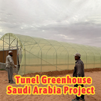 Serre tunnel agricole commerciale en film plastique de 8x30 mètres pour tomates, roses et champignons