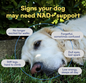 OEM Custom Label NAD + Precursor Chews & Vitamins - NMN Alternative pour la longévité, l'anti-âge et l'énergie Supplément santé pour animaux de compagnie - Product Image 2