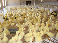 Filet en plastique de poulet en matériau PP treillis métallique en plastique de poulet pour l'élevage de poulets de chair en cage
