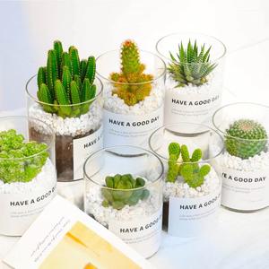 Vaso in Vetro Trasparente Riutilizzabile <span class=keywords><strong>con</strong></span> Bocca Rotonda e Tubo Dritto per Piante Grasse e <span class=keywords><strong>Cactus</strong></span>, Vaso Vuoto in Vetro Rotondo - Product Image 2