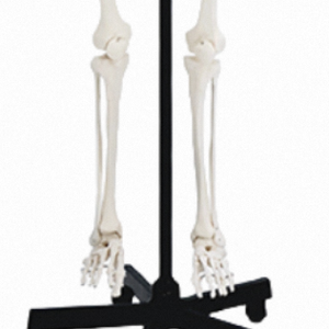 XX-A101 170cm Model kerangka manusia dasar PVC setengah tubuh Model pelatihan Organ & tengkorak sains medis - Product Image 6