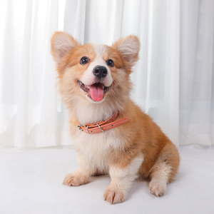 Dog Bo Ring Collier élégant pour animaux de compagnie Accessoires de bijoux - Product Image 4