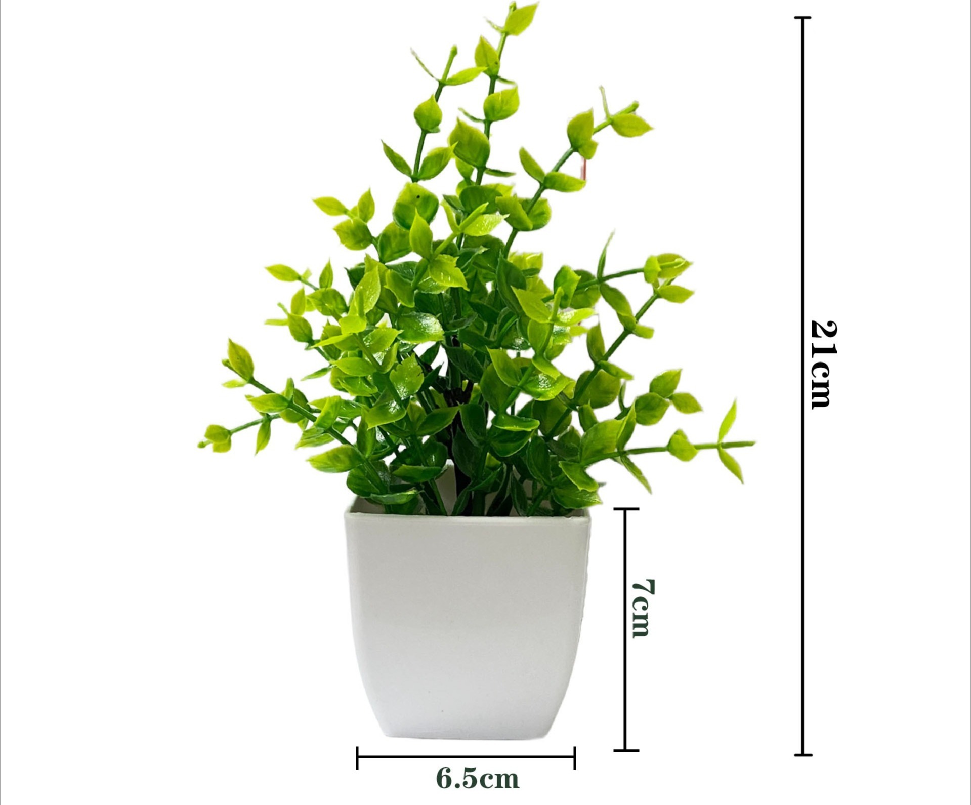 green Pointed-leaf eucalyptus potted plants