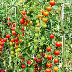 Malla de soporte para plantas de agricultura Huike de plástico con corte y estiramiento para pepinos, <span class=keywords><strong>guisantes</strong></span> y frijoles - Product Image 6