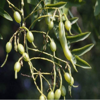 Extrait de Sophora japonica de qualité alimentaire GMP Xin Sheng, 100 % naturel, quercétine, sophoricoside, emballé sous vide