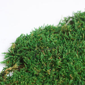 इनडोर कार्यालय होम ग्रीन प्राकृतिक संरक्षित काई दीवार कला सजावट दीवार कला - Product Image 3